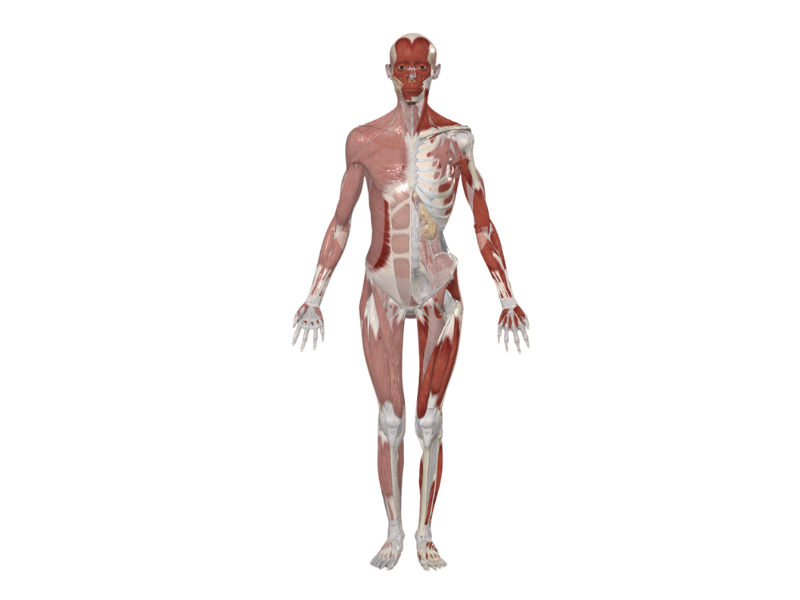 an image of a human body with muscles highlighted
