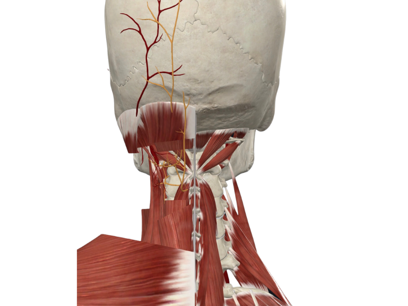 the muscles of the head and neck are shown