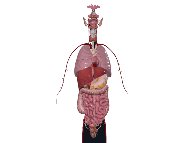 a computer generated image of the human body showing the organs