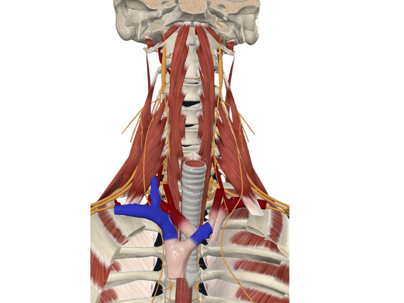 a diagram of the back of a human body