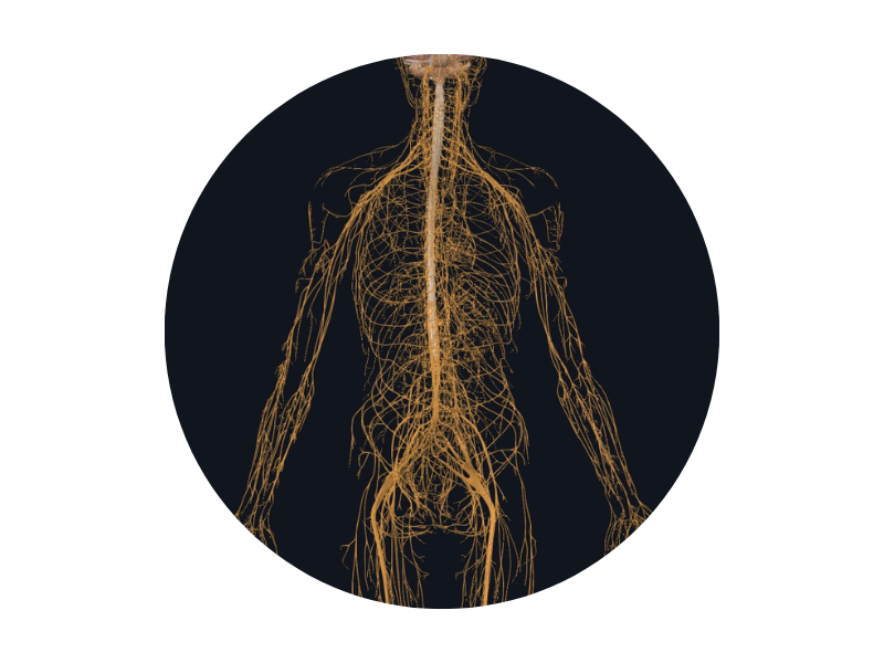 the nervous system of the human body