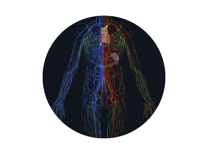 a computer generated image of a human body showing the lymphatic system