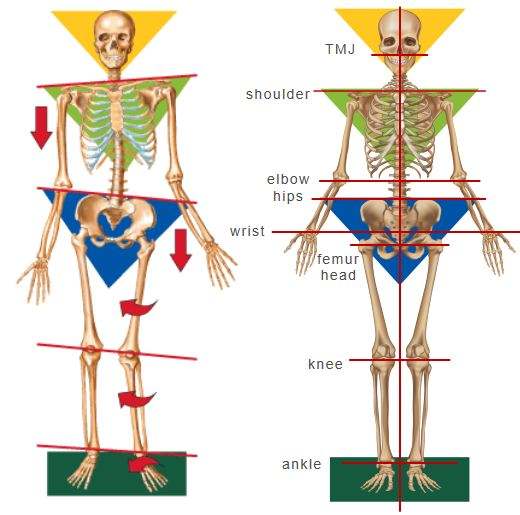 a diagram of the human body with different bones