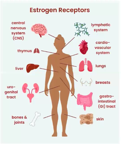 outline of a human surrounded by organs that act as estrogen receptors